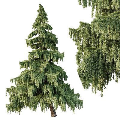 Coniferous Trees With Tall Upright Structure And Drooping Branches Lush Green Foliage 3d model