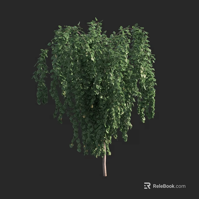 Weeping Willow Tree with Slender Trunk and Lush Drooping Foliage against Dark Background 3d model