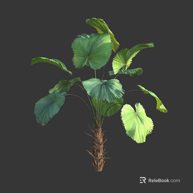 Palm Like Tree With Large Fan Shaped Leaves And Brown Trunk 3d model 