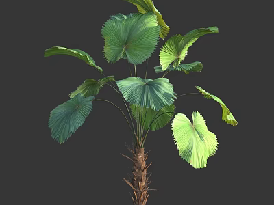Palm Like Tree With Large Fan Shaped Leaves And Brown Trunk 3d model