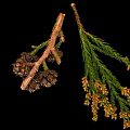 Green Leafy Plant Branches With Orange Yellow Flowers And Dark Brown Cones
