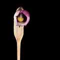 Elegant Purple and White Flower with Curved Petal and Slender Stem on Black Background