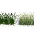 Different Types Of Grass Crops With Lush Green Foliage In Natural Growth State