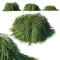 Lush Green Shrubs In Natural Garden Setting With Dense Foliage And Fresh Appearance