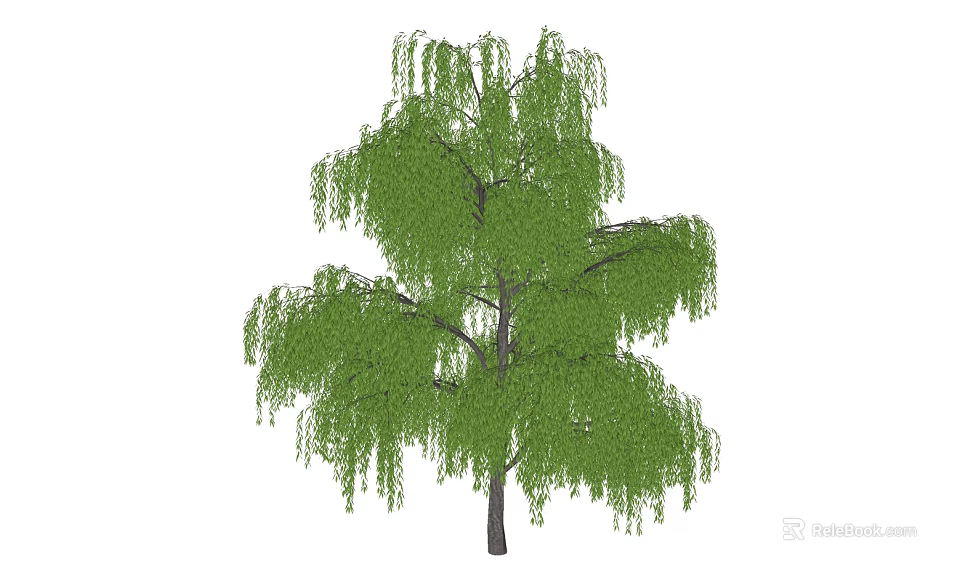 Ornamental Weeping Willow Tree with Lush Green Foliage and Drooping Branches 3d model 
