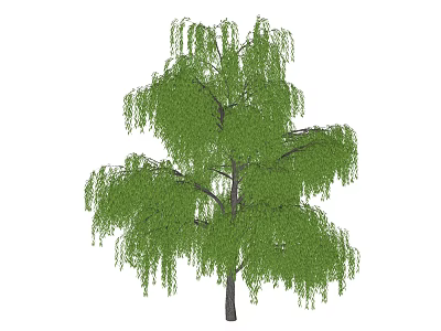 Ornamental Weeping Willow Tree with Lush Green Foliage and Drooping Branches 3d model