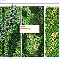 Diverse Lush Living Wall Design With Various Green Plants And Natural Foliage Tones