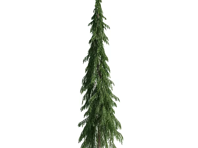 Tall Evergreen Arbor With Lush Green Foliage And Upright Trunk 3d model