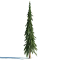 Tall Evergreen Arbor With Lush Green Foliage And Upright Trunk