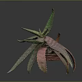 Aloe Vera Plant With Green And Red Thorny Leaves In Brown Pot