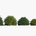 Modern Shrub Trees 3d model