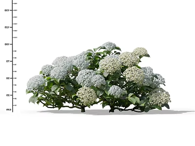 Modern Hydrangea 3d model