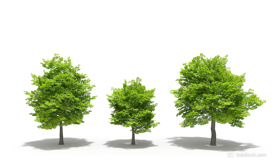 Three Green Arbor Trees With Lush Foliage In Different Sizes 3d model