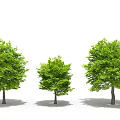 Three Green Arbor Trees With Lush Foliage In Different Sizes 3d model