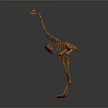 Detailed Ostrich Skeleton Display With Gray Background And Exhibition Setting
