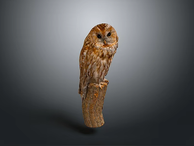 Brown Owl Perched On Wooden Stump With Grey Background And Natural Feathers 3d model