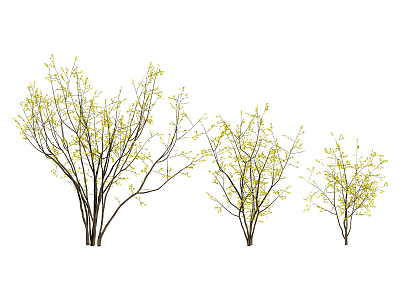 Modern tree wintersweet 3d model