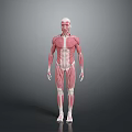Human Limb Muscles Anatomical 3D Model Displaying Detailed Muscle Structure and Fibers