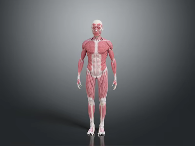 Human Limb Muscles Anatomical 3D Model Displaying Detailed Muscle Structure and Fibers 3d model