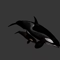 Orca Whale Mother With Calf Swimming On Gray Background 3D Render