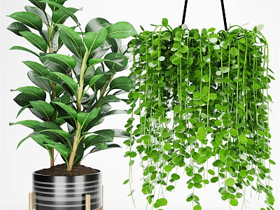 Lush Green Hanging Basket Plants with Trailing Leaves for Indoor Home Decor 3d model