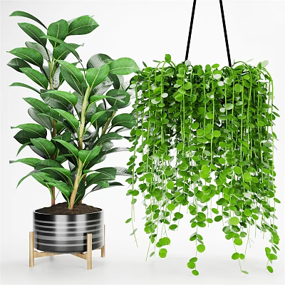 Lush Green Hanging Basket Plants with Trailing Leaves for Indoor Home Decor 3d model
