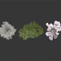 Three Decorative Trees White Green Purple with Foliage and Reflections on Dark Surface