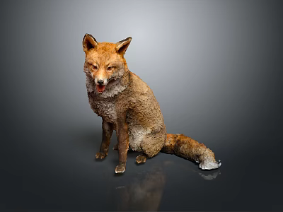 Brown Taxidermy Fox In Sitting Pose With Gray Background And Reflection 3d model
