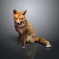 Brown Taxidermy Fox In Sitting Pose With Gray Background And Reflection