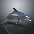 Realistic 3D Dolphin Model in Leaping Pose With Open Mouth Shiny Skin on Dark Background