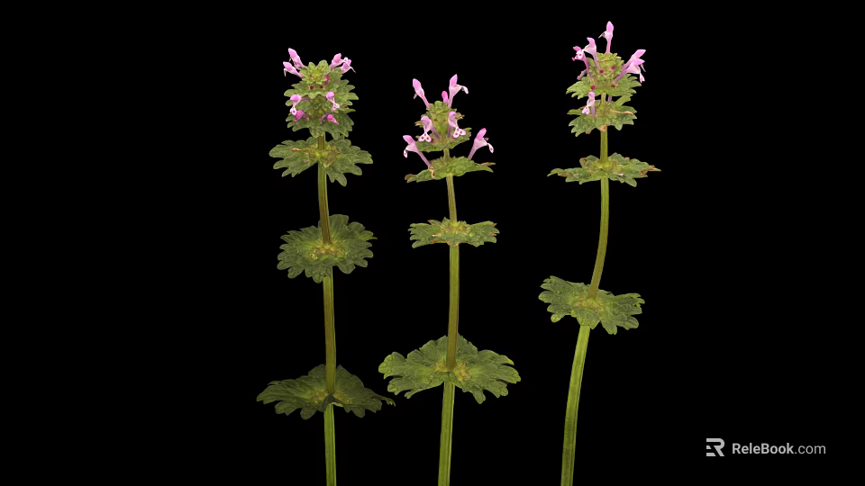 Three Herbal Plants With Green Leaves And Pink Flowers Isolated On Black Background 3d model 