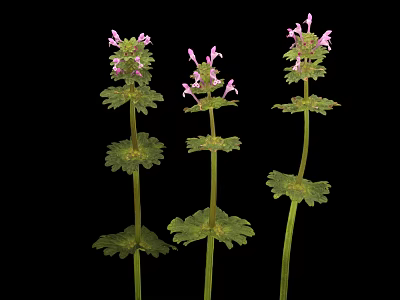 Three Herbal Plants With Green Leaves And Pink Flowers Isolated On Black Background 3d model
