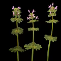 Three Herbal Plants With Green Leaves And Pink Flowers Isolated On Black Background