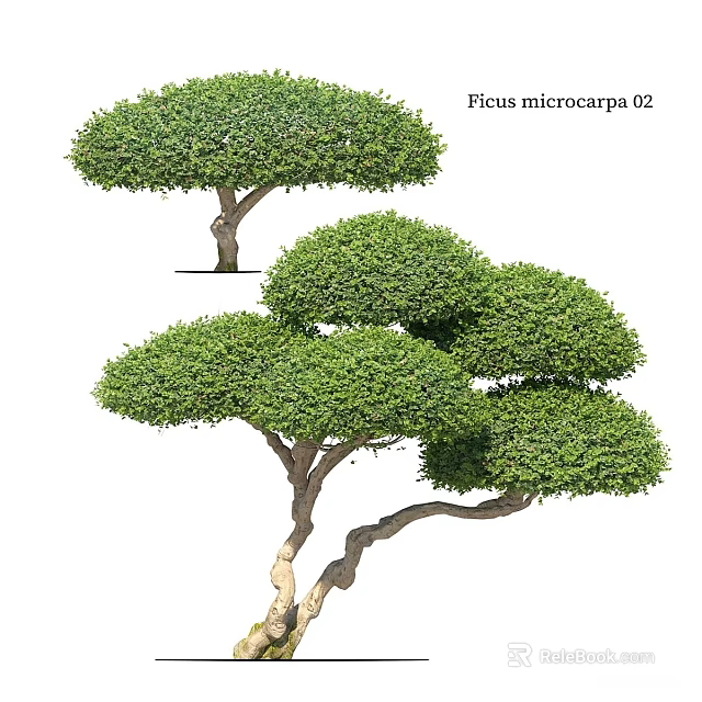 Ficus microcarpa Tree Planter With Lush Green Rounded Canopy And Thick Foliage 3d model 