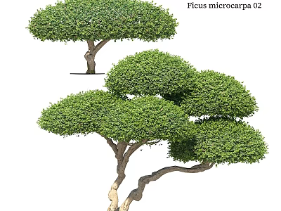 Ficus microcarpa Tree Planter With Lush Green Rounded Canopy And Thick Foliage 3d model