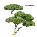 Ficus microcarpa Tree Planter With Lush Green Rounded Canopy And Thick Foliage