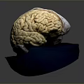 Medical Device Anatomical Brain Model Placed on Blue Base