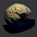 Human Brain Human Brain Brain Structure Head Planer Face Human Head Planer Face Human Brain Planer Face Structure 3d model