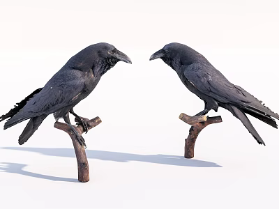 Two Black Crows Perched On Tree Branches In White Background 3d model