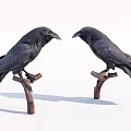 Two Black Crows Perched On Tree Branches In White Background 3d model