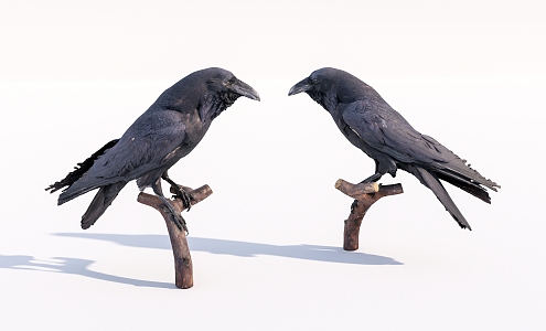 Modern Crow Birds 3d model