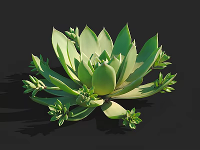 Green Succulent Plant with Rosette Fleshy Leaves and Small Baby Shoots on Black Background 3d model