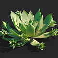 Green Succulent Plant with Rosette Fleshy Leaves and Small Baby Shoots on Black Background