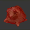 Anatomical Study Of Human Organ Functions And Hair Growth Mechanisms