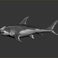 shark great white shark whale shark hammerhead shark tiger head shark man-eating shark blue shark coral red coral white coral 3d model