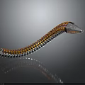 Mechanical Snake Device With Orange Silver Segments Curved Structure And Head Tail Design 3d model