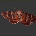 Vibrant Moth Featuring Brown Orange Black Striped Wings On Reflective Surface 3d model