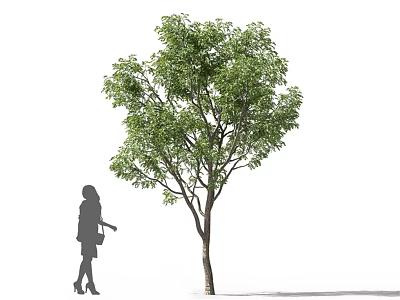 Tall Arbor Tree With Lush Green Foliage And Female Silhouette Pointing 3d model