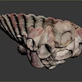 Pink And White Marine Shell Animal With Multiple Natural Unique Holes Structure