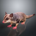 Small Opossum Gray Brown Fur Pink Nose Ears Paws Standing On Gray Background